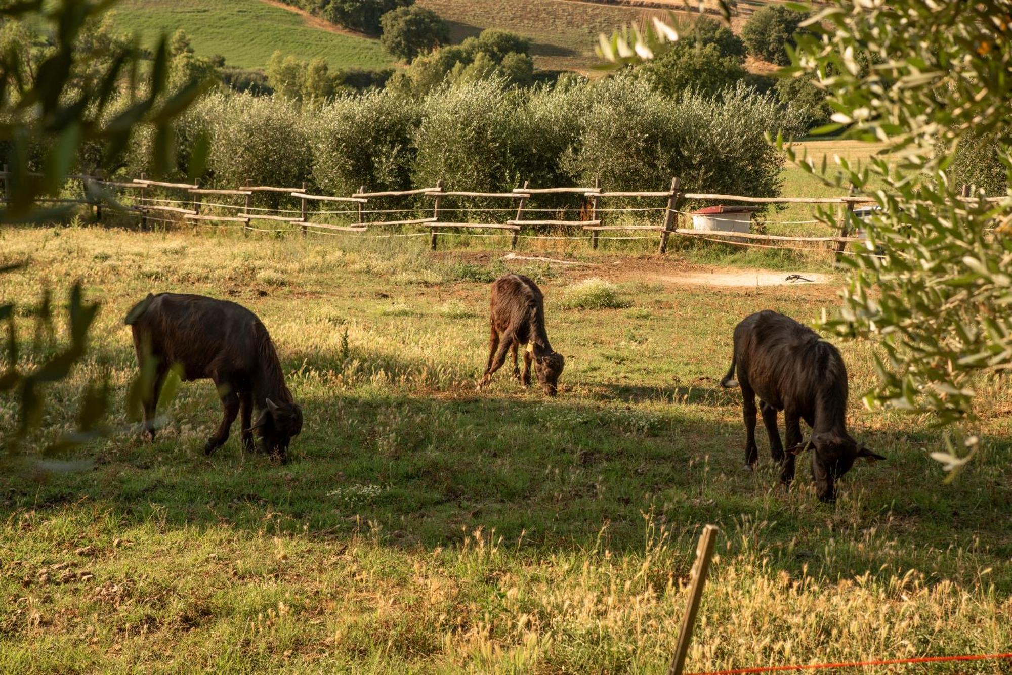 Maison d'hôtes Romitorio Di Castiglione Del Lago Extérieur photo